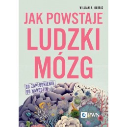 Jak powstaje ludzki mózg