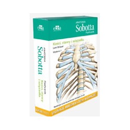 Anatomia Sobotta Flashcards...