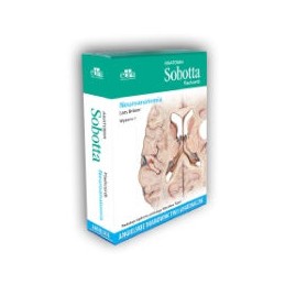 Anatomia Sobotta Flashcards...