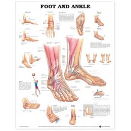 Foot and Ankle Anatomical...