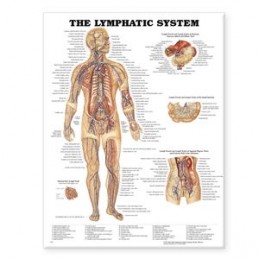The Lymphatic System...
