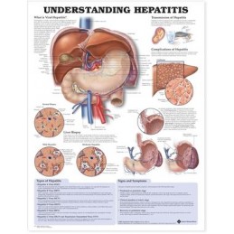 Understanding Hepatitis Anatomical Chart