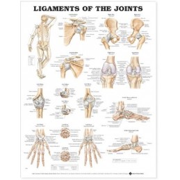 Ligaments of the Joints...
