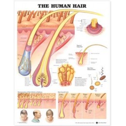 The Human Hair Anatomical...