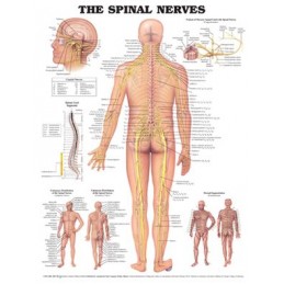 The Spinal Nerves...