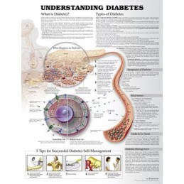 Understanding Diabetes...