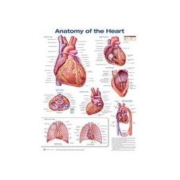 Anatomy of the Heart...