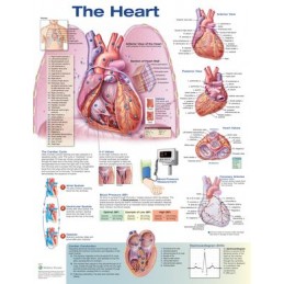 The Heart Anatomical Chart