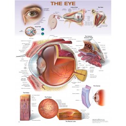 The Eye Anatomical Chart