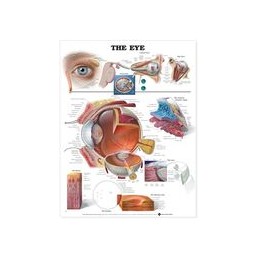 The Eye Anatomical Chart