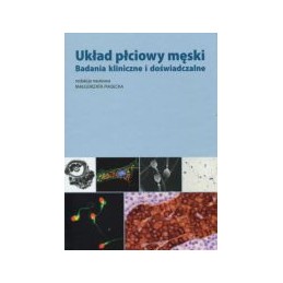 Układ płciowy męski