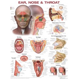 Ear, Nose, and Throat Anatomical Chart
