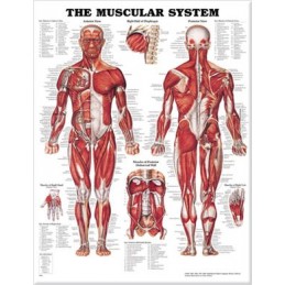 The Muscular System...
