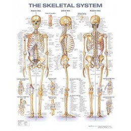 The Skeletal System Anatomical Chart
