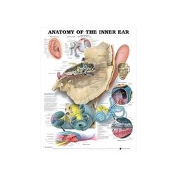 Anatomy of the Inner Ear Anatomical Chart