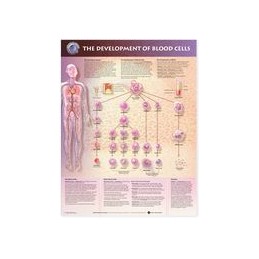 The Development of Blood Cells Anatomical Chart