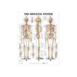 The Skeletal System 3D Raised Relief Chart