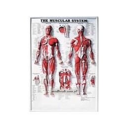 The Muscular System 3D...