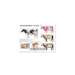 Bovine Anatomy: The Cow Anatomical Chart