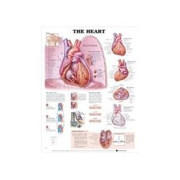 The Heart Anatomical Chart