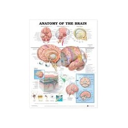 Anatomy of the Brain...