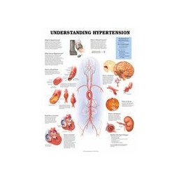Understanding Hypertension...