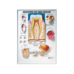 Anatomy of the Teeth 3D Raised Relief Chart