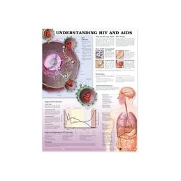 Understanding HIV and AIDS Anatomical Chart