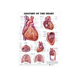 Anatomy of the Heart...