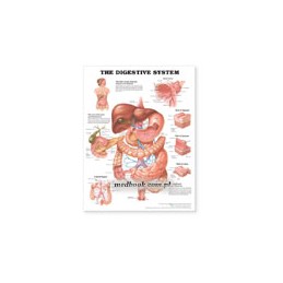 The Digestive System...