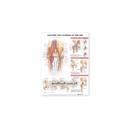Anatomy and Injuries of the...