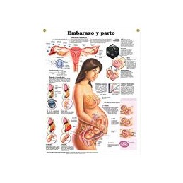 Pregnancy and Birth Anatomical Chart in Spanish (Embarazo y parto)