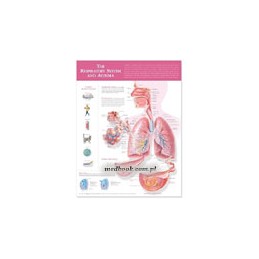 The Respiratory System and Asthma Anatomical Chart