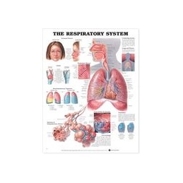 The Respiratory System Anatomical Chart