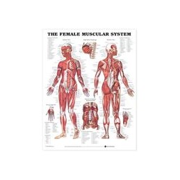 The Female Muscular System...