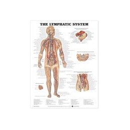 The Lymphatic System...
