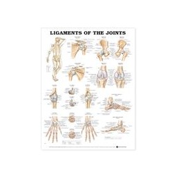 Ligaments of the Joints...