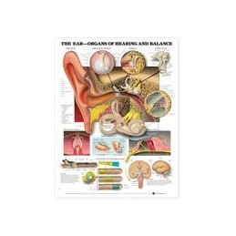 The Ear: Organs of Hearing and Balance Anatomical Chart