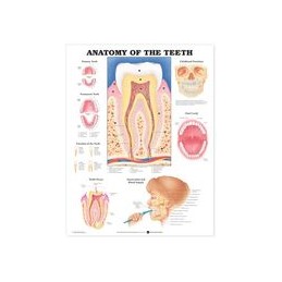 Anatomy of the Teeth Anatomical Chart