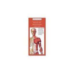 Anatomical Chart Company's Illustrated Pocket Anatomy: Muscular and Skeletal Systems Study Guide