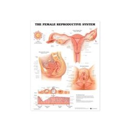 The Female Reproductive...