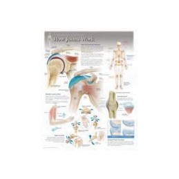 How Joints Work Laminated Poster