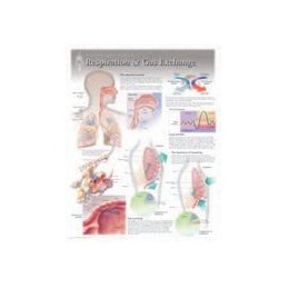 Respiration & Gas Exchange...