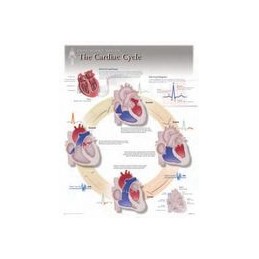 Cardiac Cycle Laminated Poster