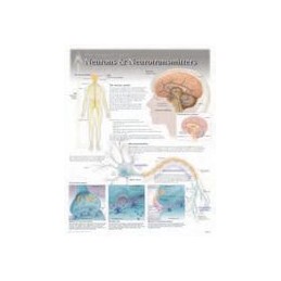 Neurons & Neurotransmitters...