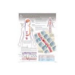Hormonal Action Laminated Poster