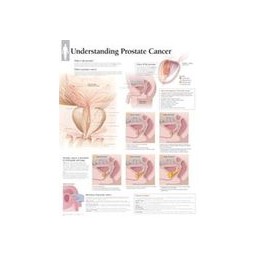 Understanding Prostate...