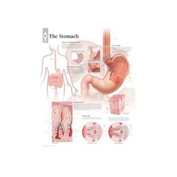 Stomach Laminated Poster