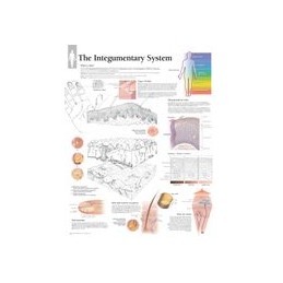 Integumentary System Paper...