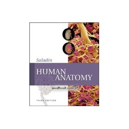 Human Anatomy